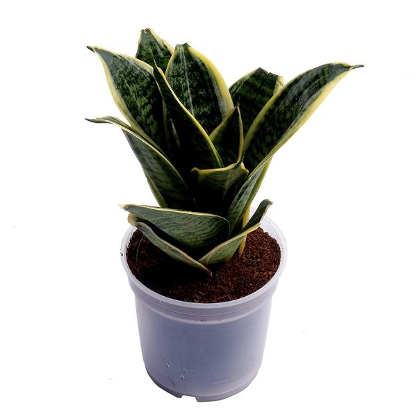 Sansevieria